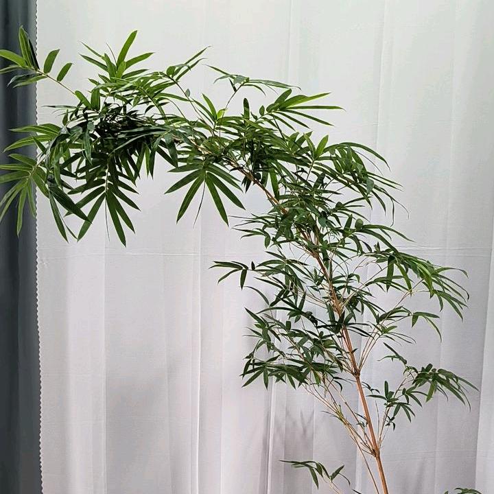 淇淇爱绿植