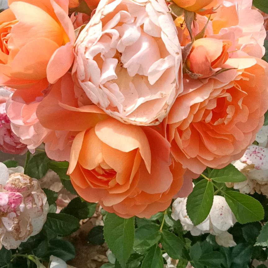 有志者事竟成，改变自己，