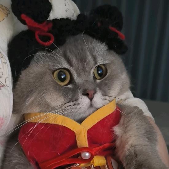 王小乖崽🐱
