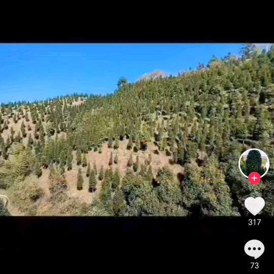 罗汉松要的电话