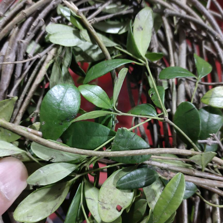 《半醉<<>>半醒》