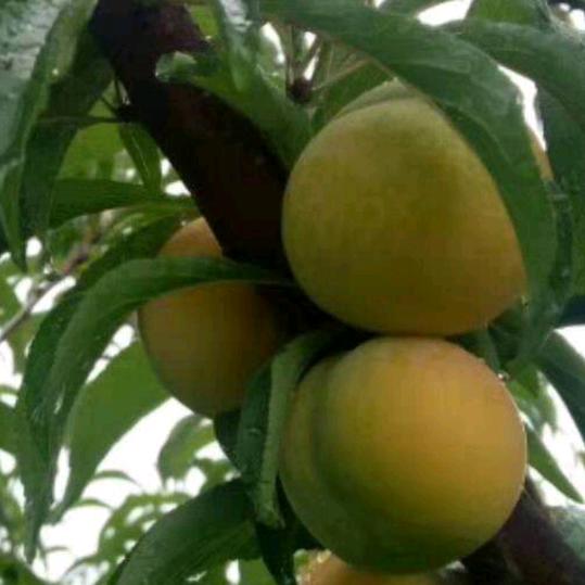 蜂糖李种植周登举