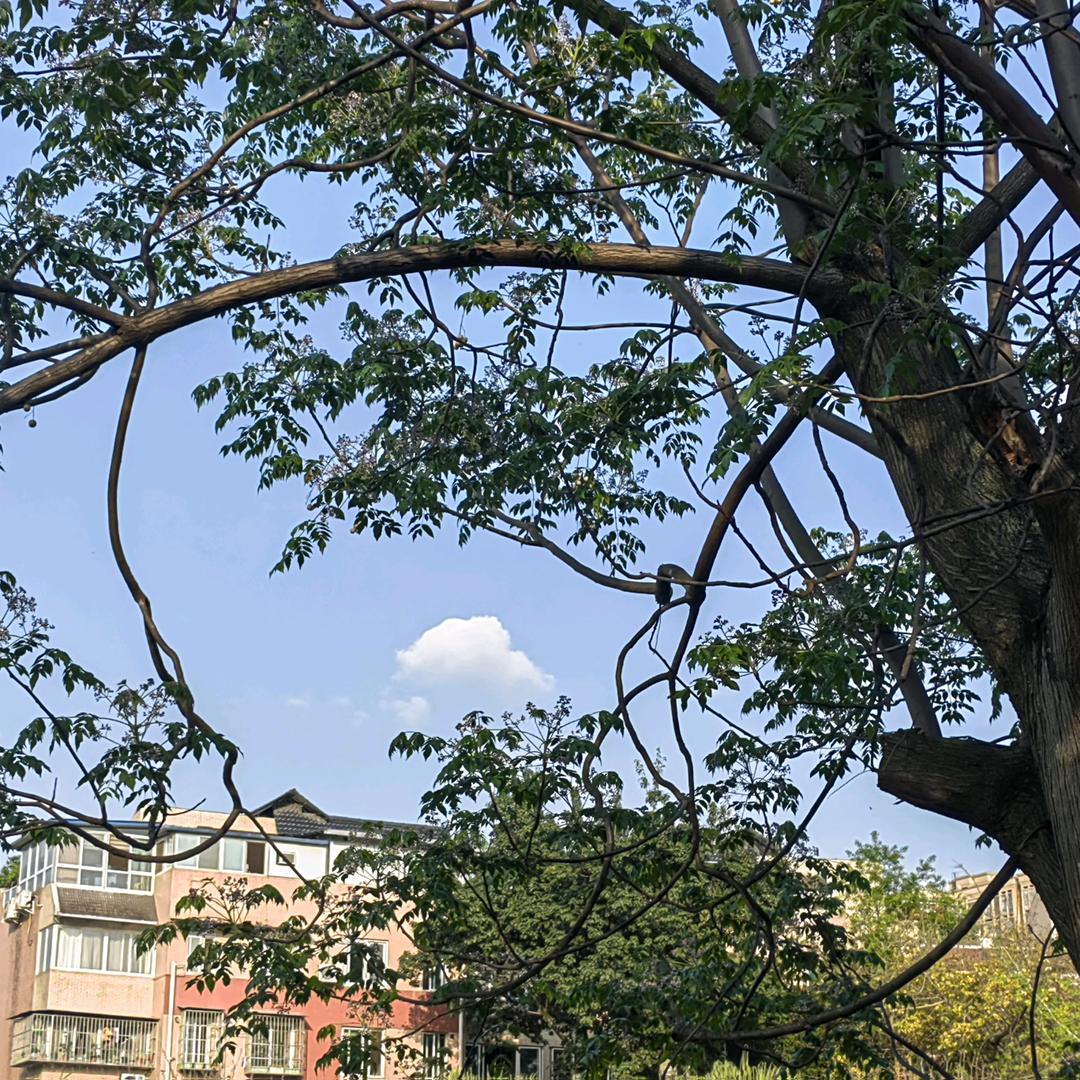 小小花匠