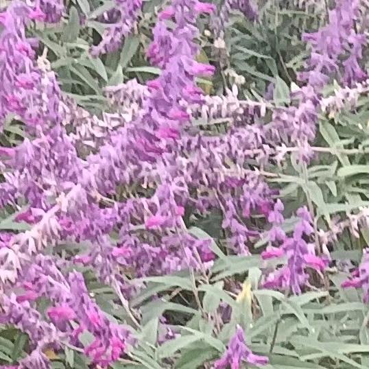 ヽ(*´з｀*)ﾉ大白菜(ಡωಡ)