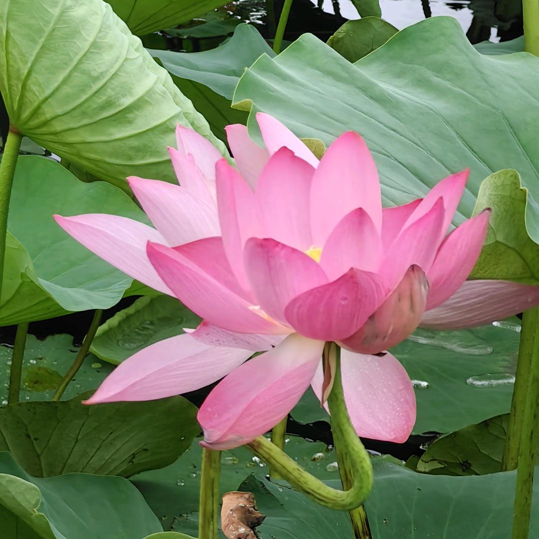 桃源
