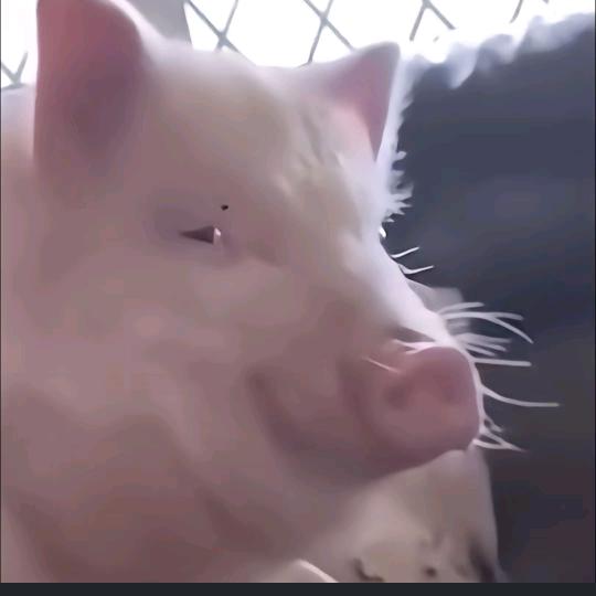 粉艳蟹老板
