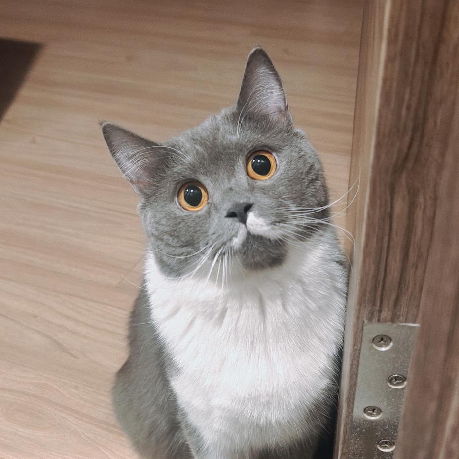 绿色小可爱