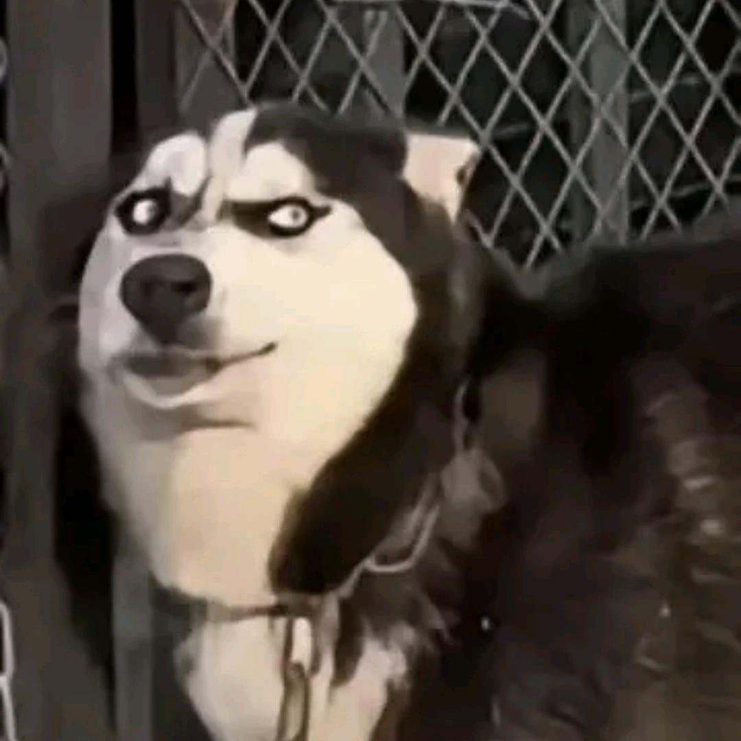 枯木.