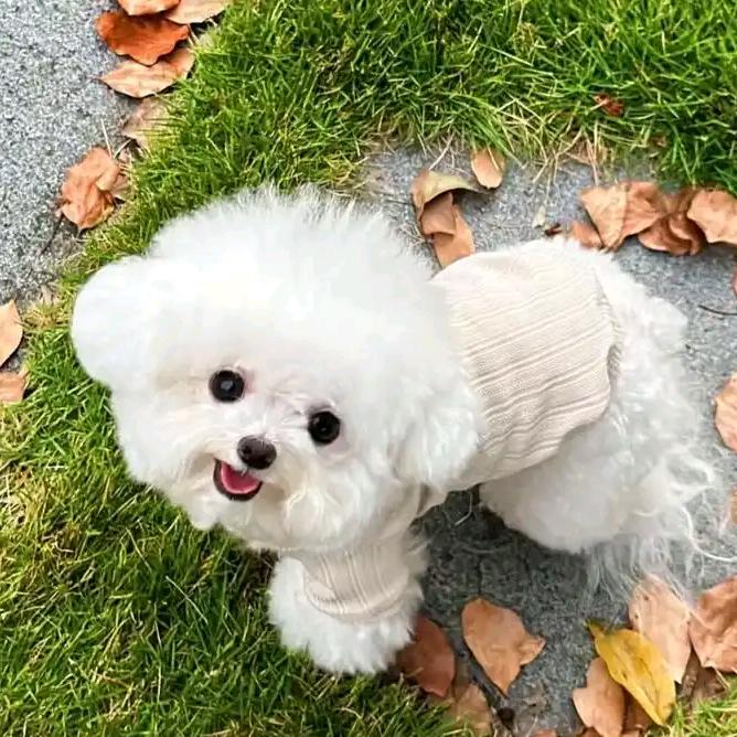 家有宠物小咪咪