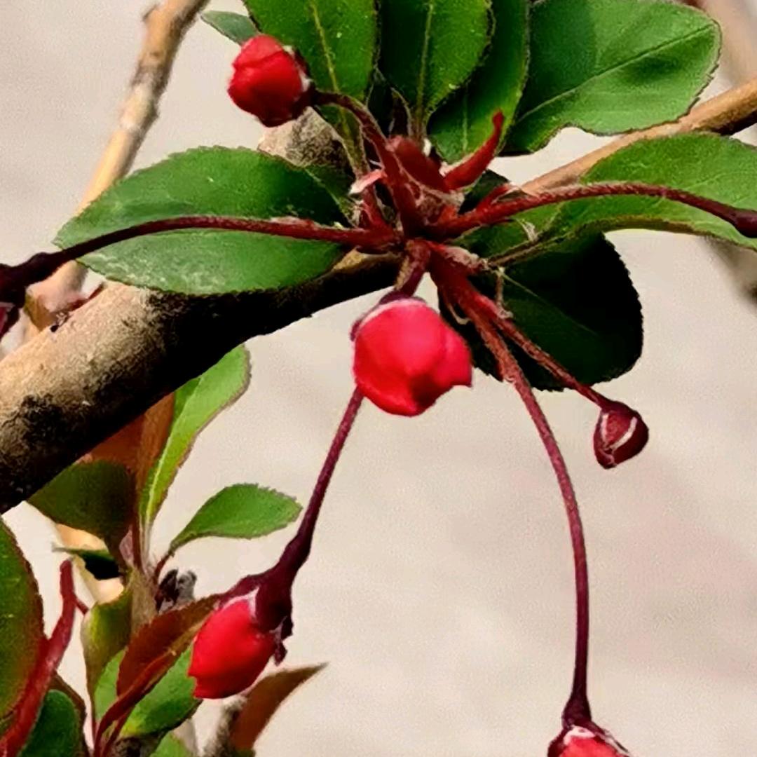 兰花花依旧香