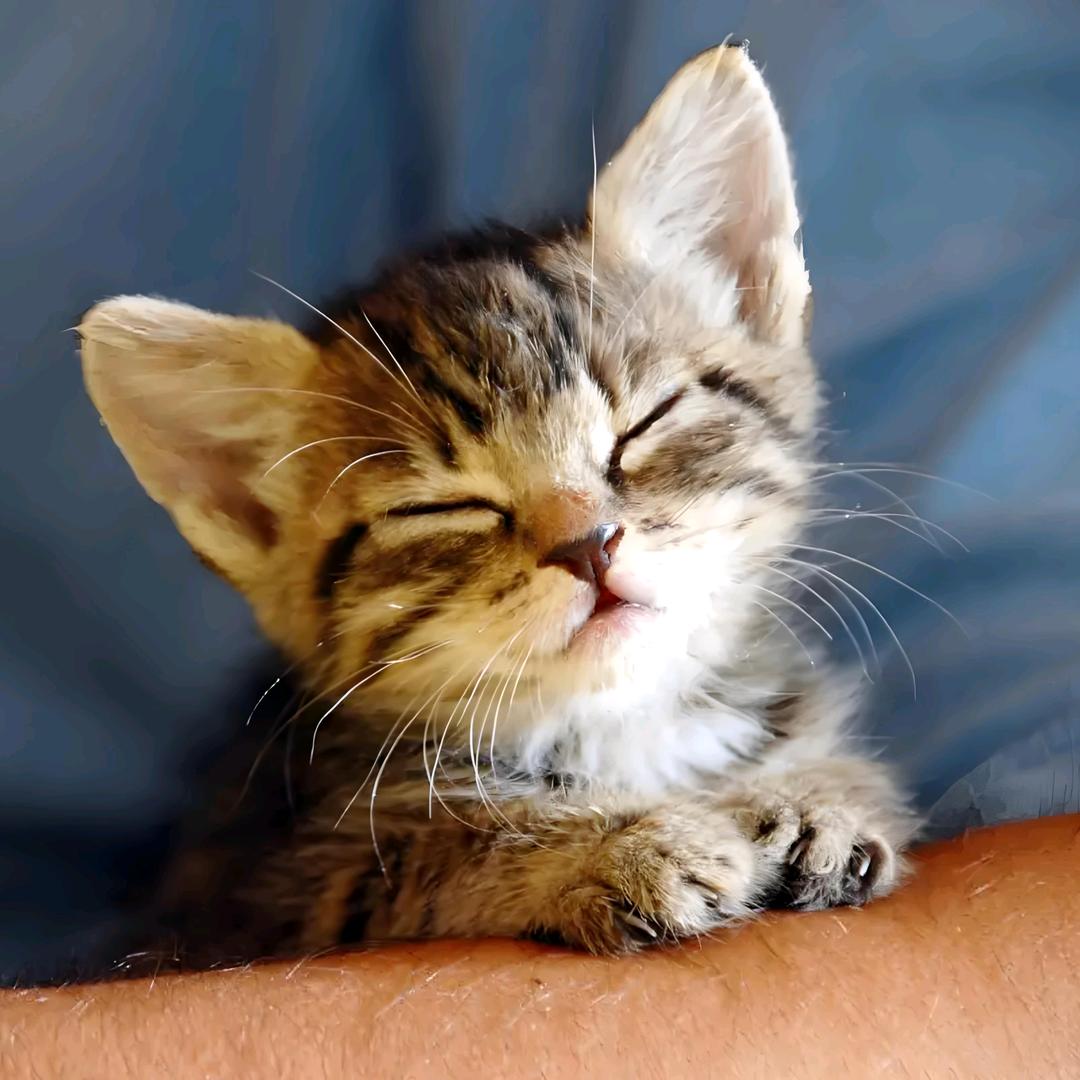 那只怪兽怪可爱的