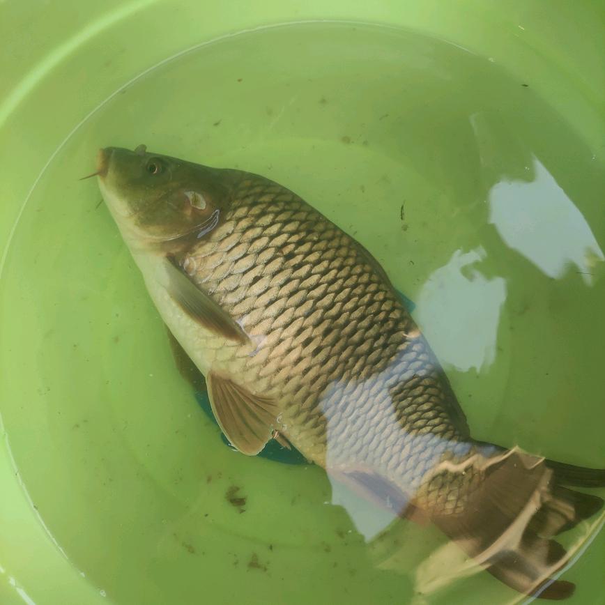 小鱼