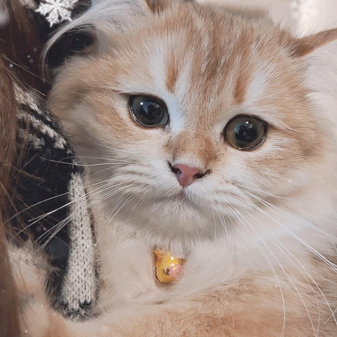 汉堡是只哈吉咪