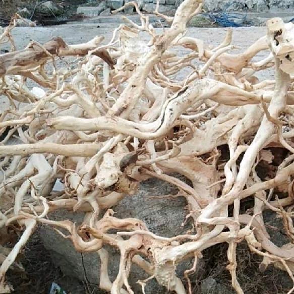 杜鹃根上的脐橙