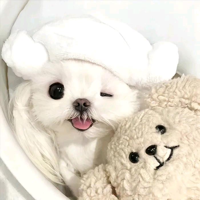 0糖馒头