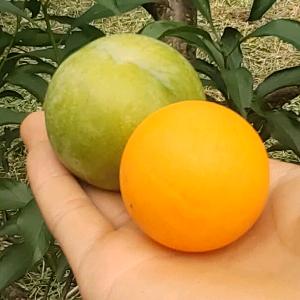 小磊的李园日记