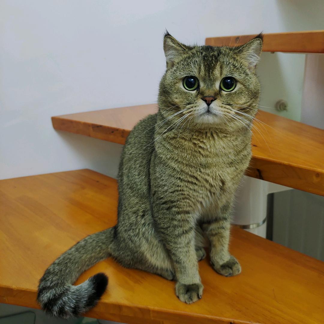 沙琪玛是只猫