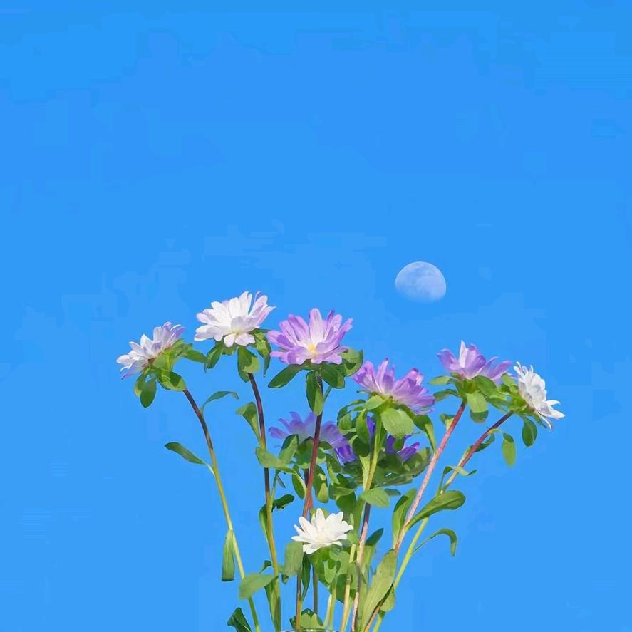 蓝燕头像