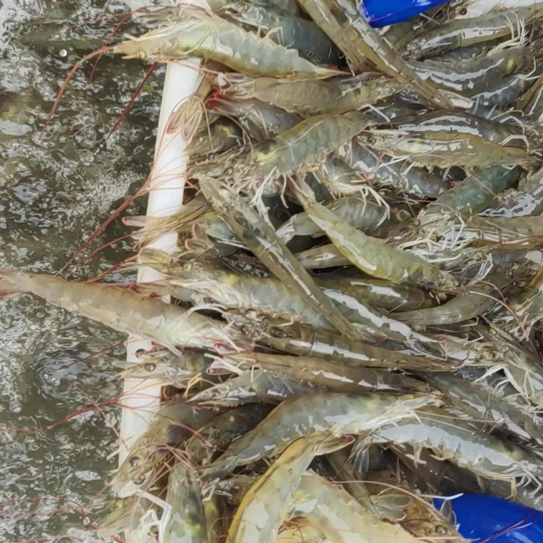 莉莉聊对虾