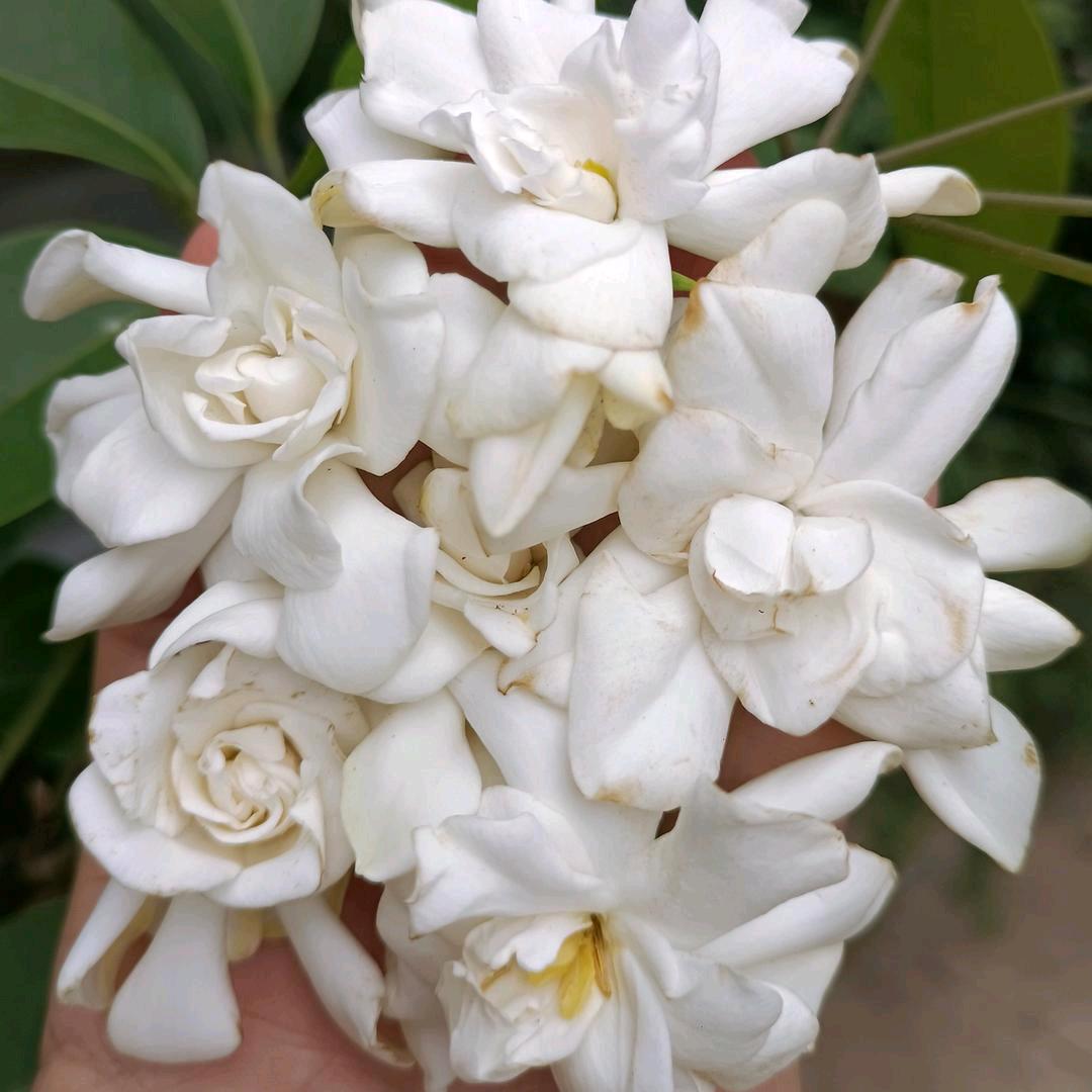 华城大公馆小杨