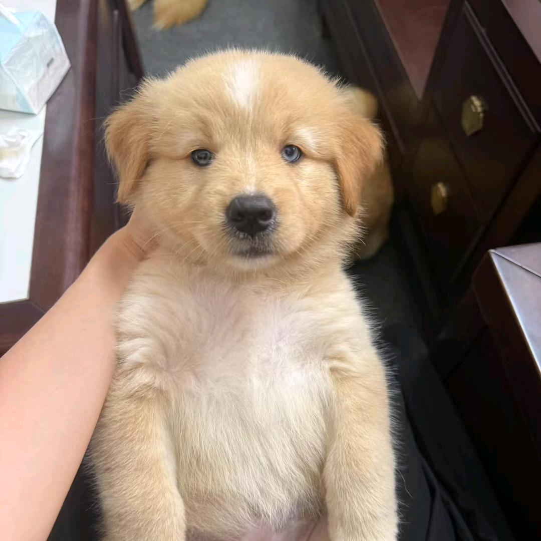 兜兜的小宠物