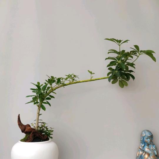 上海久岚园林