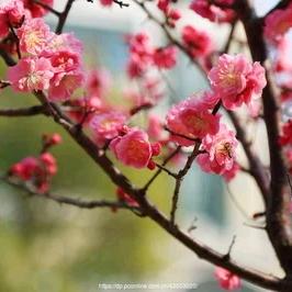 高山梅花头像