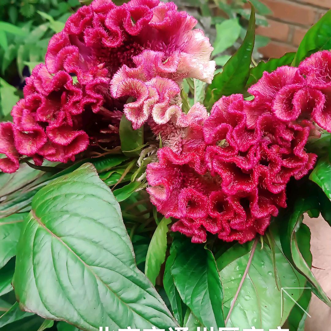 蜜蜂爱上花