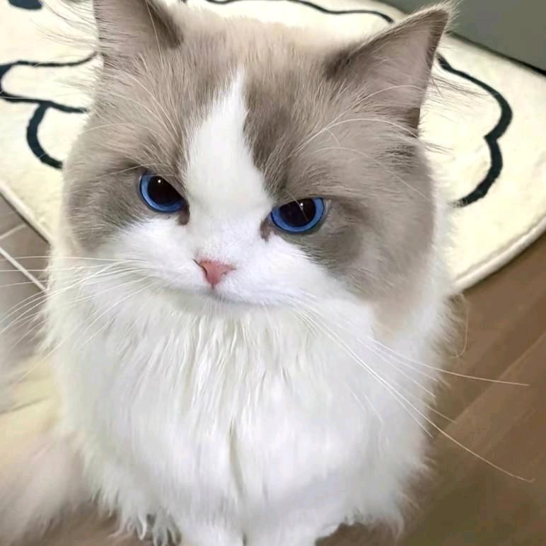 流萤（明日之后）