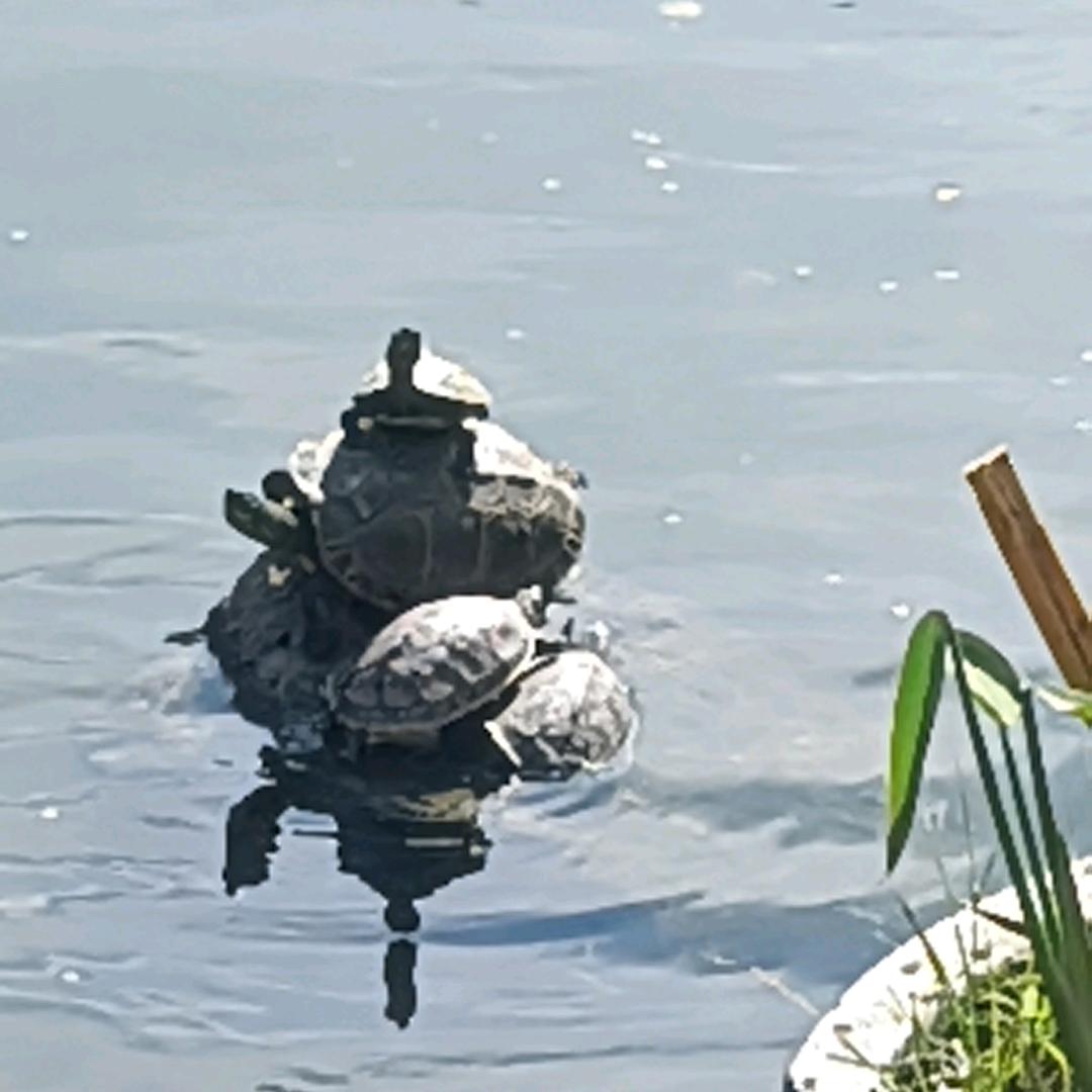 木木彡