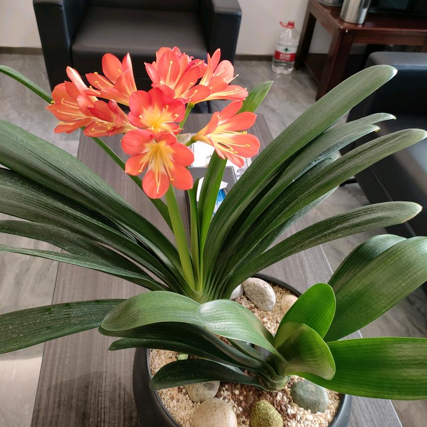 飞花似梦