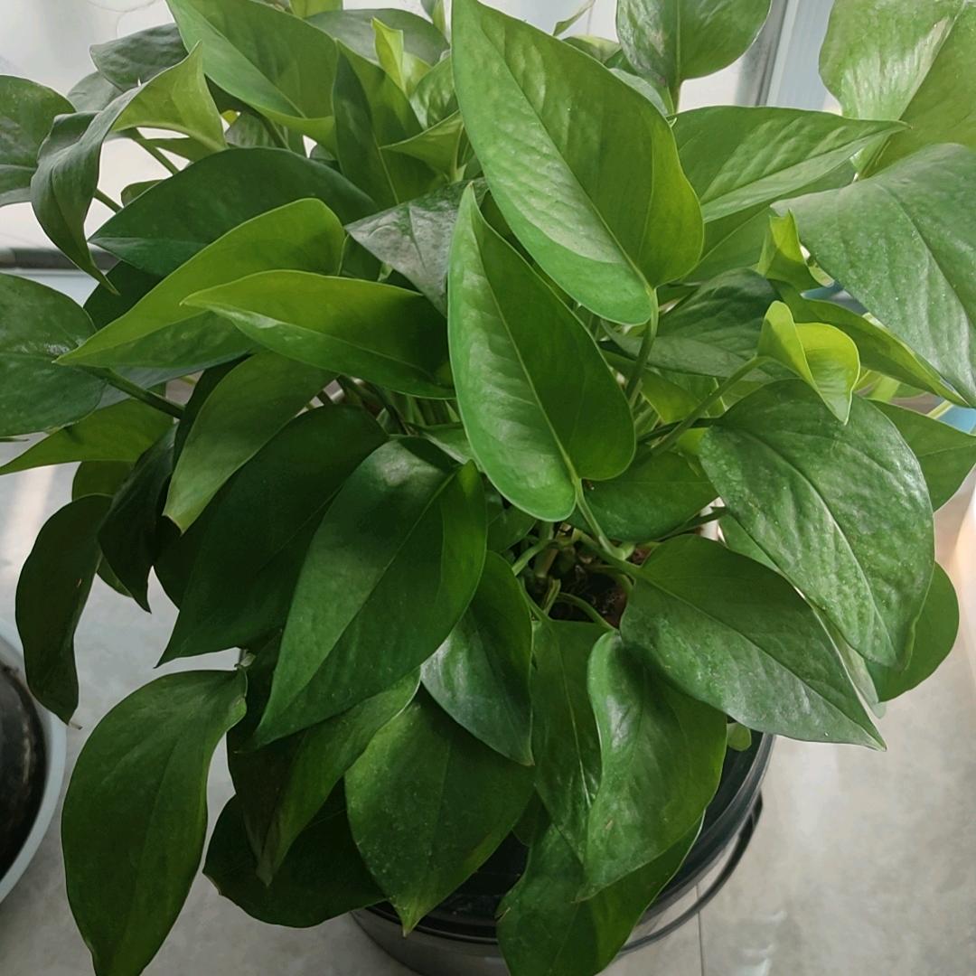 独来独往