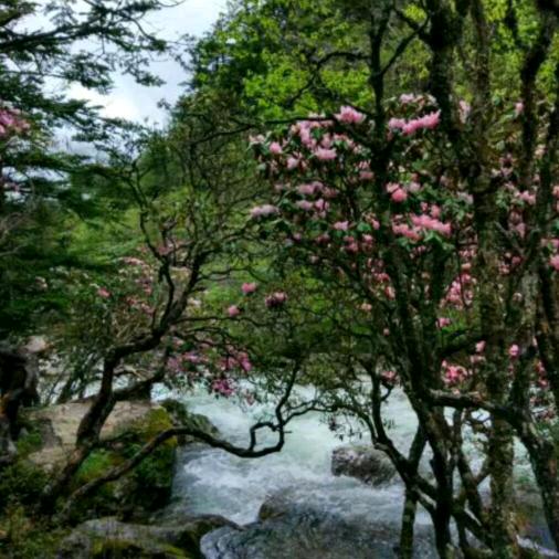 莲莲有余