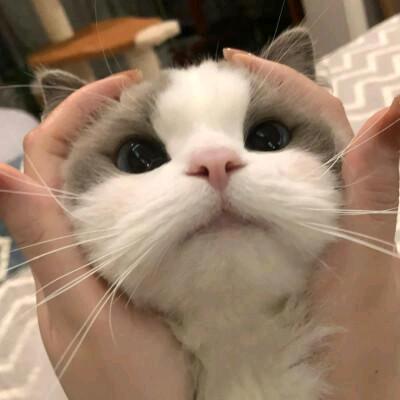 小心心