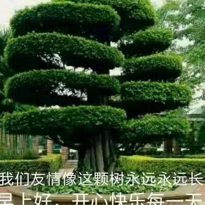 🌲家乡🎄最美🌲