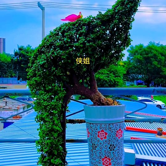 清心