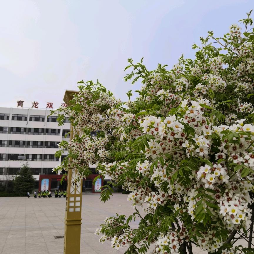 育龙双语学校仝老师