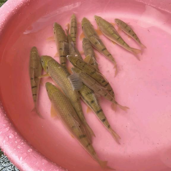 土特产供应合作