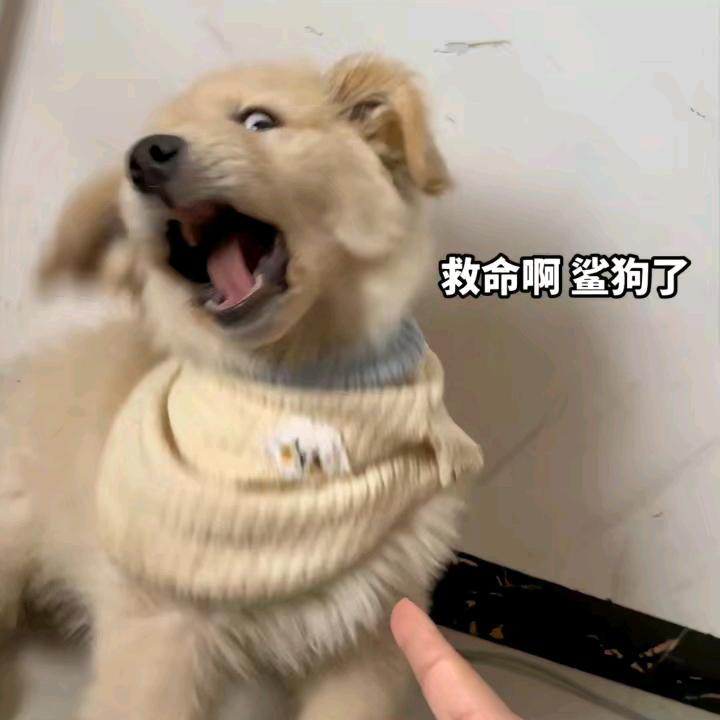 柠檬奶茶