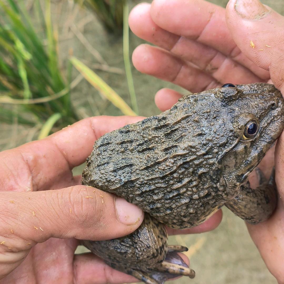 新田县三井镇小胡钓蛙场