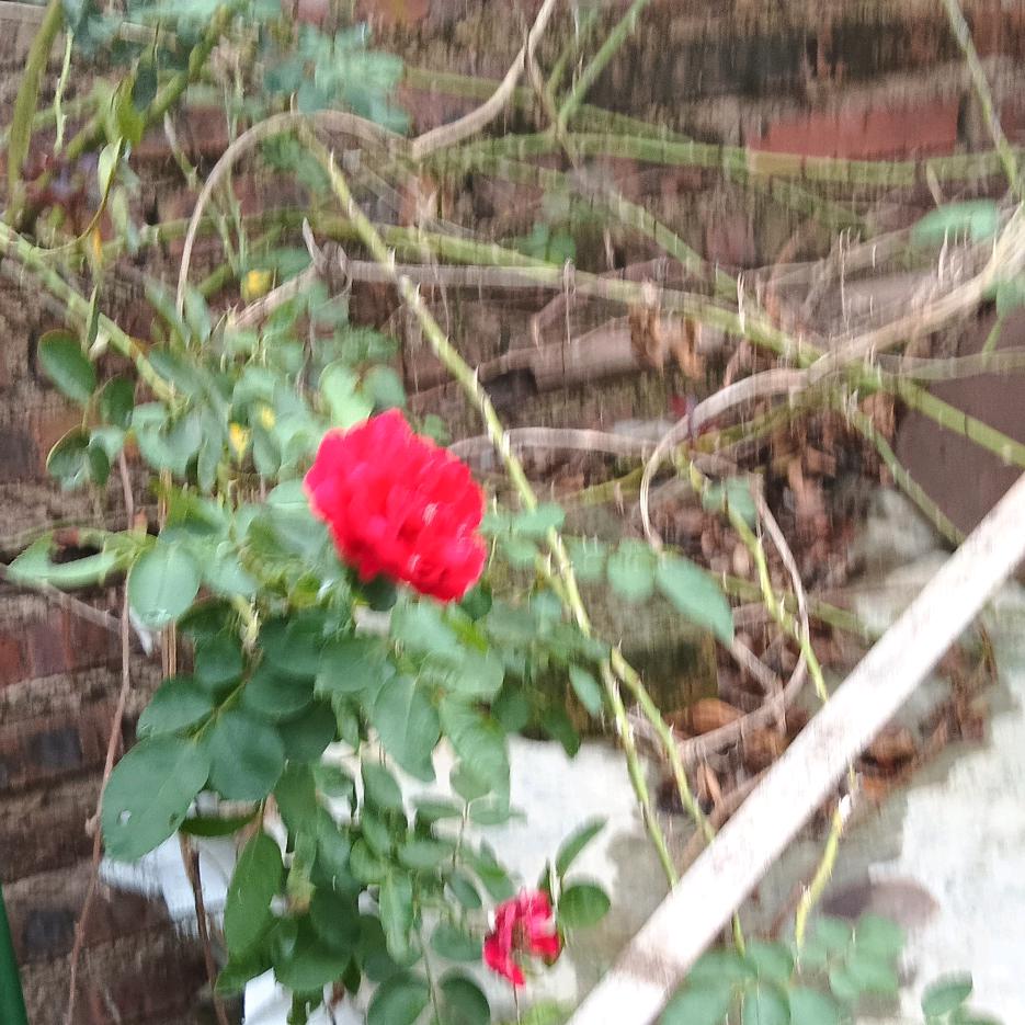 宝贝