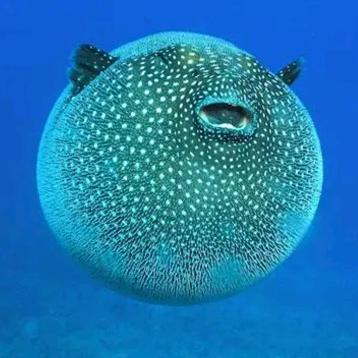 河豚大王🐡