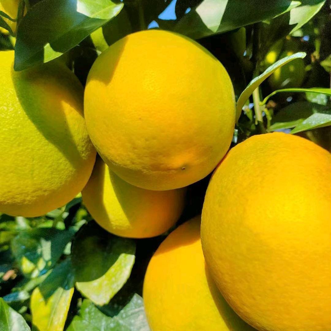 萍水相逢赣南脐橙直发地