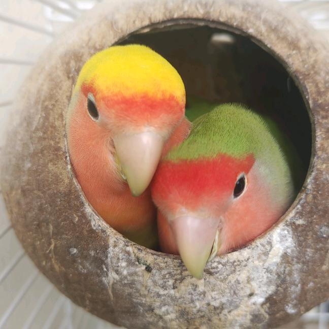 大狗妹和小黄鸡