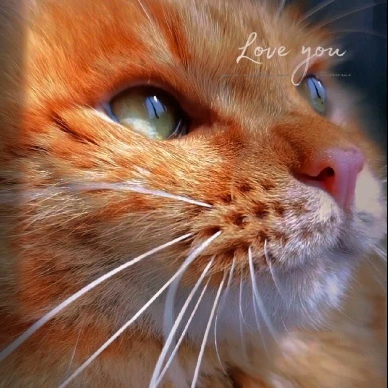 路宝的疗愈生活