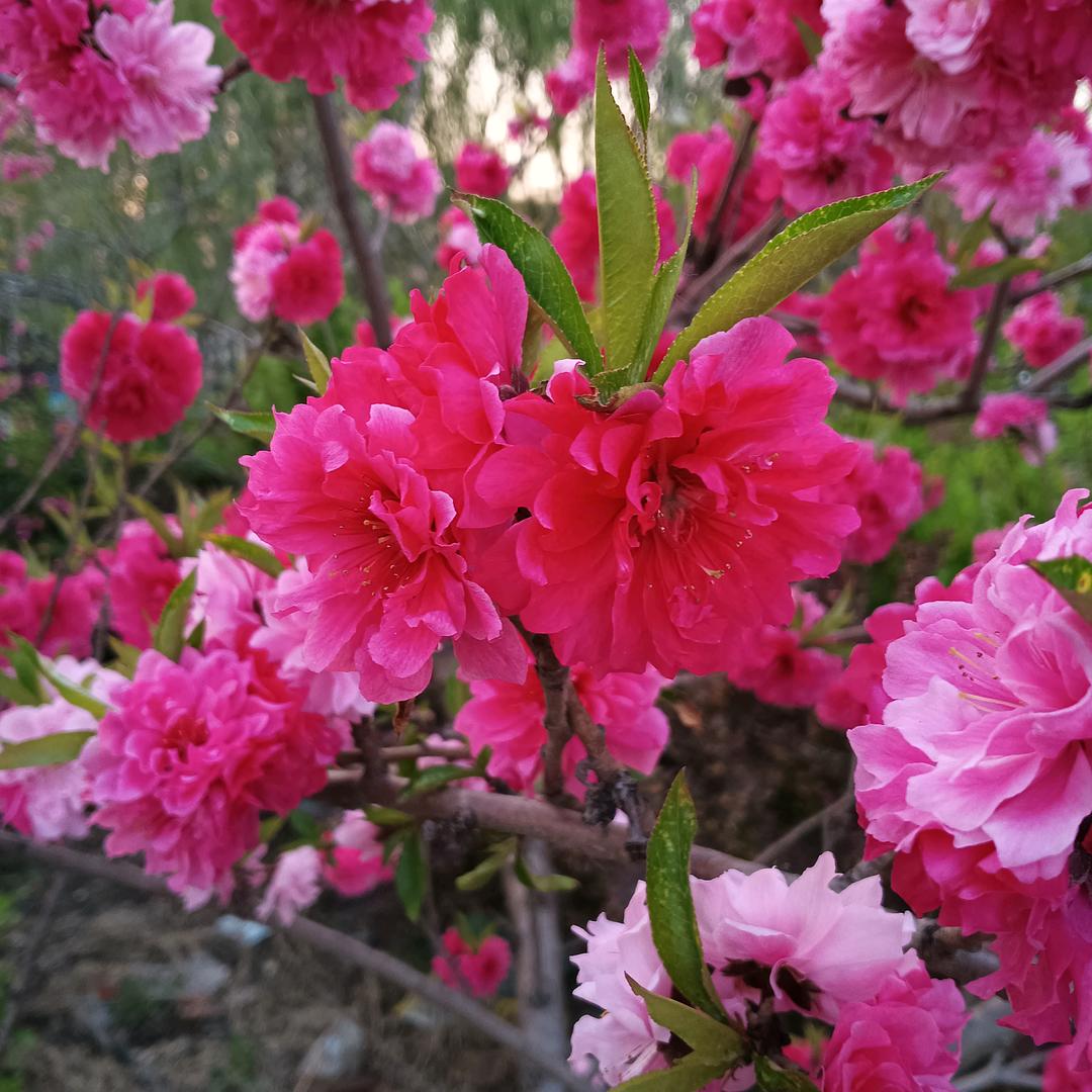 想飞的螃蟹