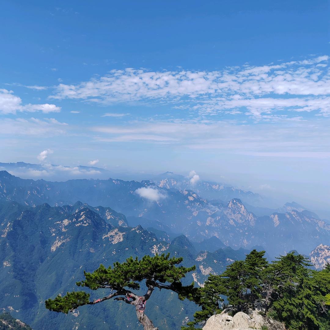 *雾岛之樱。