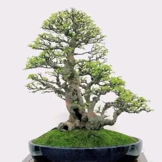 宁夏合河家庭农场