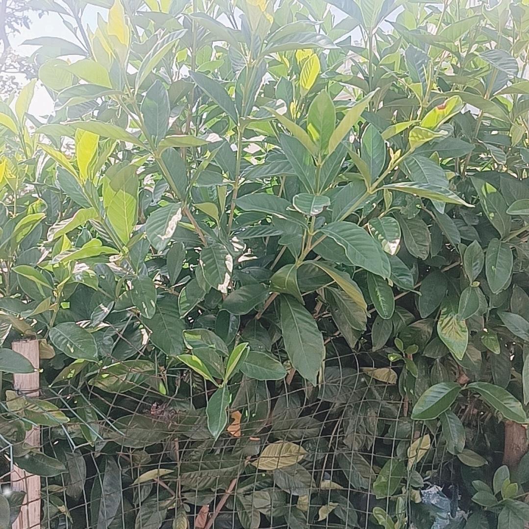 平安♥幸福⊙▽⊙