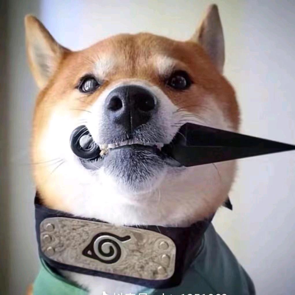 蟑螂恶霸